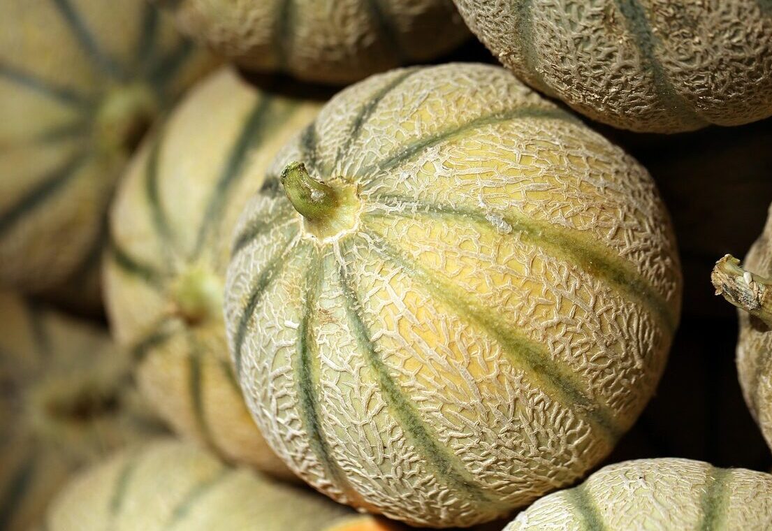 melon, fruit, food, melon, melon, melon, melon, melon