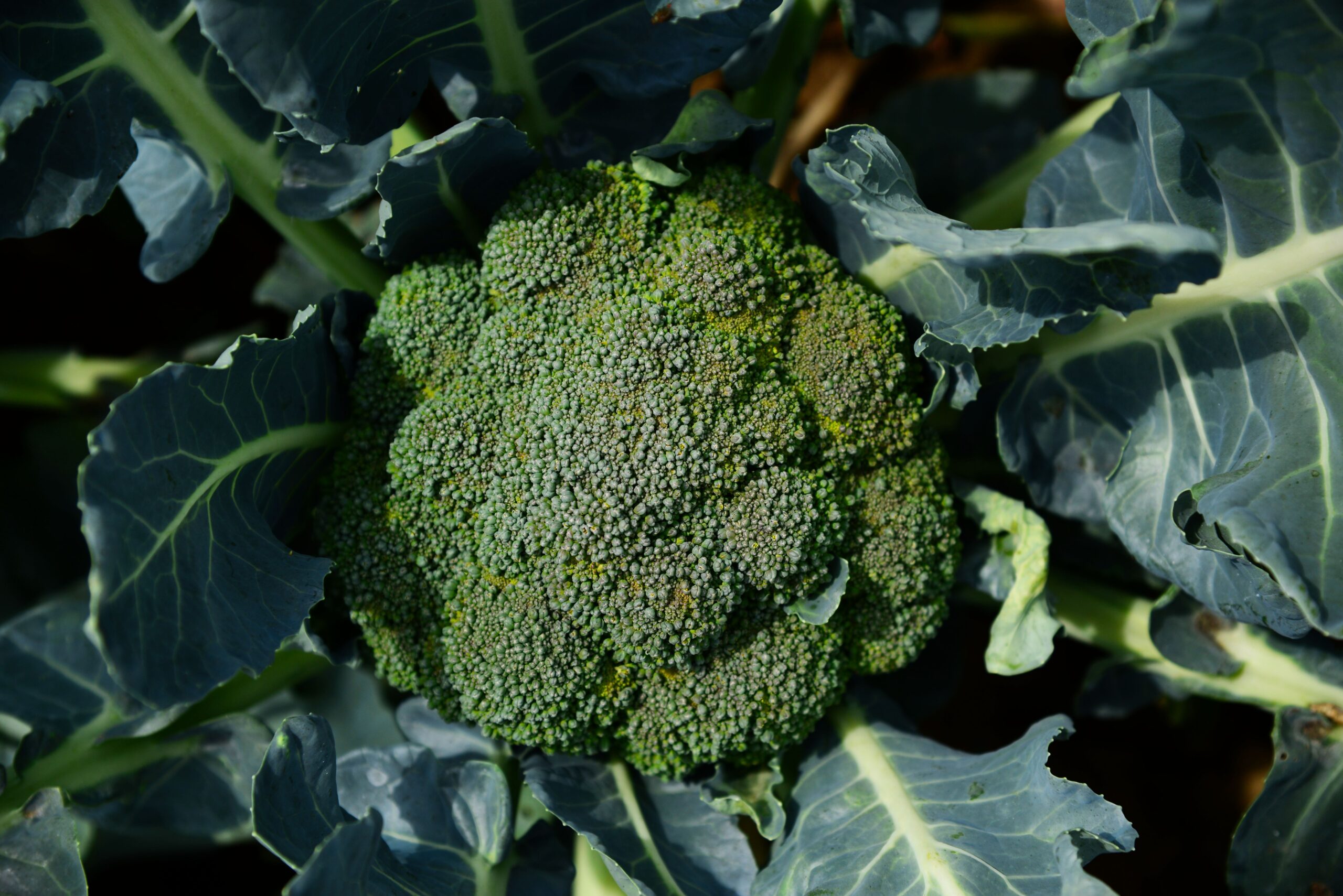Vibrant green broccoli growing in an organic field, showcasing fresh produce.