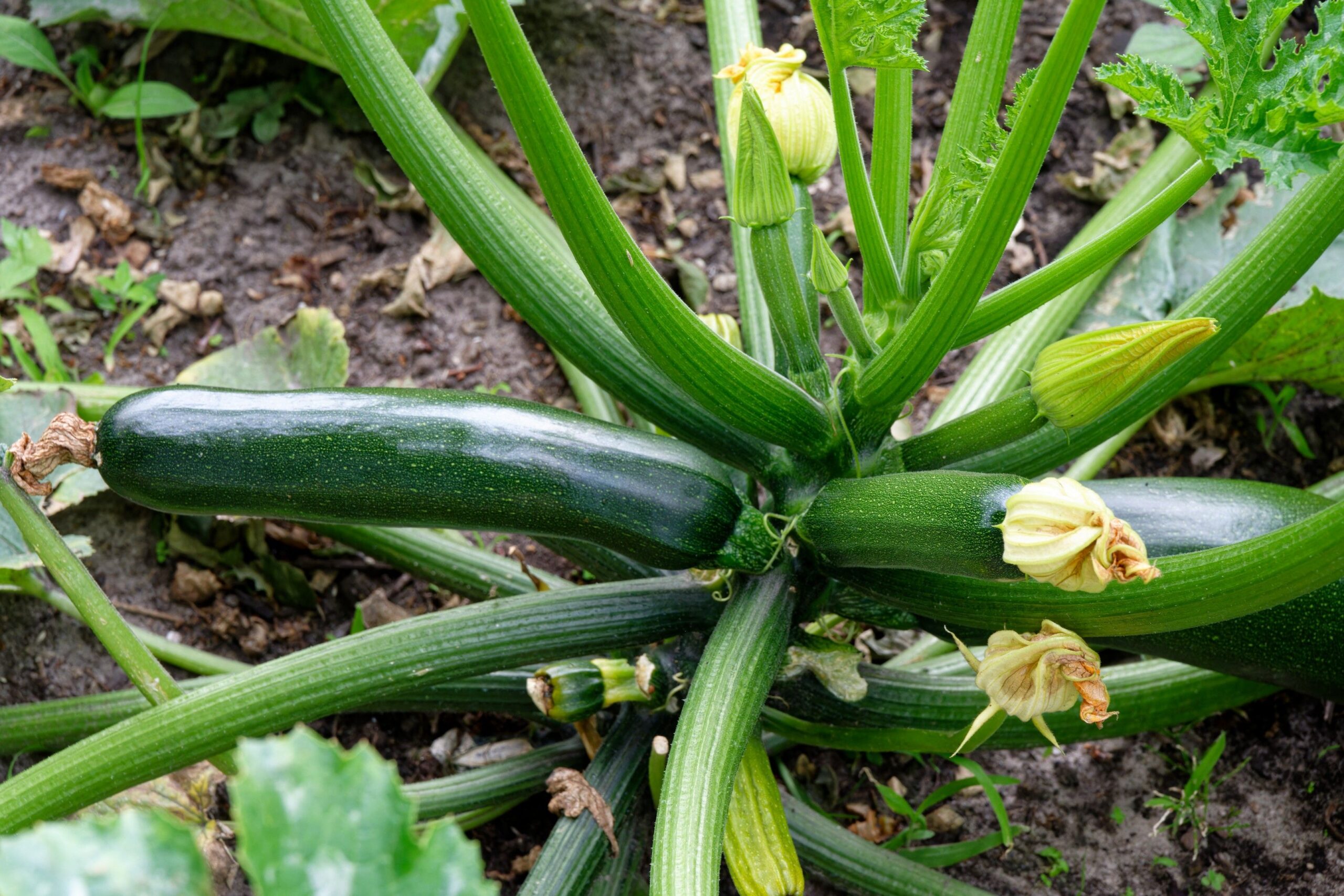 Close-up of a zucchini plant with blossoms in a garden, showing fresh vegetables ready for harvest.