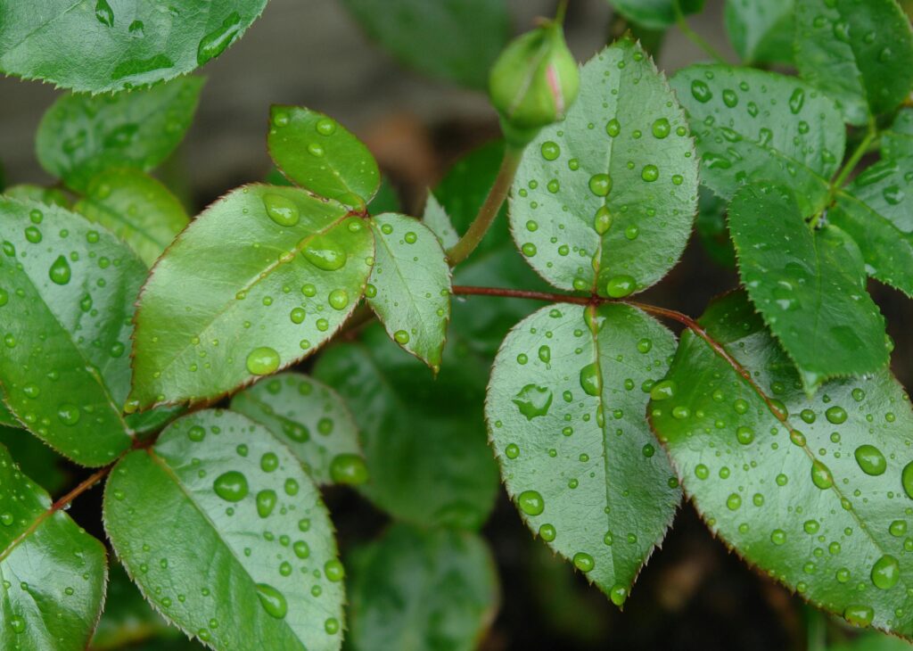 Close-up of dewy rose leaves showcasing freshness and vibrant green color, perfect for nature and garden themes.